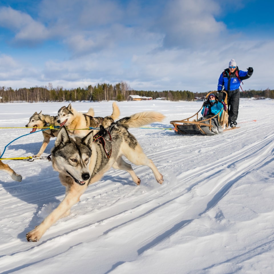Huskys am Schlitten